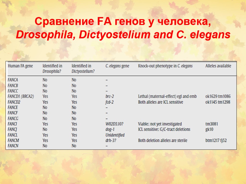 Сравнение FA генов у человека, Drosophila, Dictyostelium and C. elegans